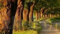 足球比分复式-解锁足球比分复式玩法，策略、技巧与风险把控全解析